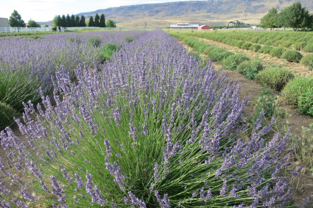 Ah, the fragrance of lavender!